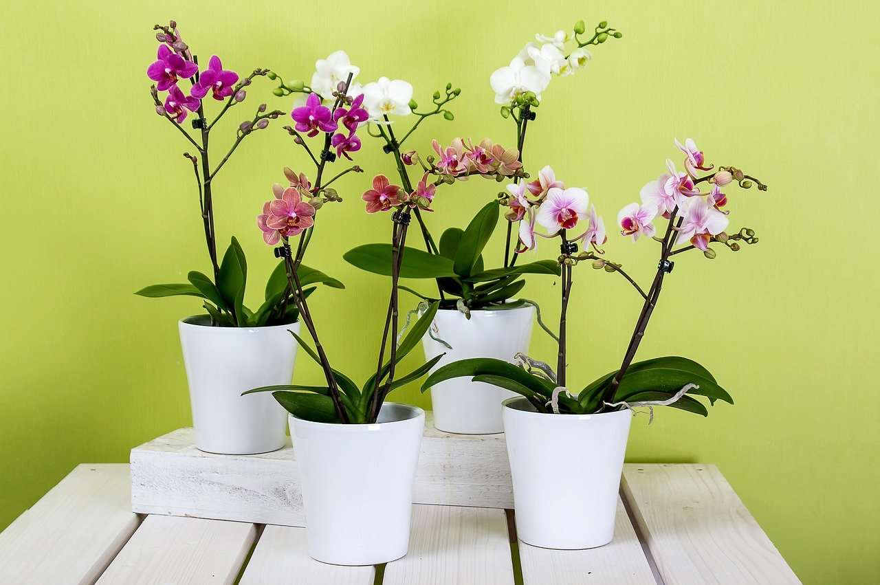 orchids-595242_1280-1