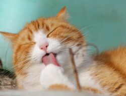 9 Cara Merawat Kucing agar Kucing Tumbuh Sehat 