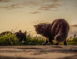 7 Bahaya memelihara Kucing Anggora yang Perlu Diwaspadai!